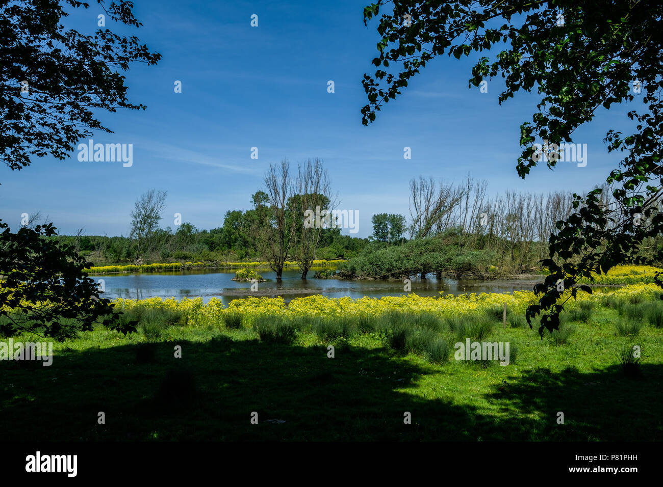 Paesaggio di polder, una zona di ricreazione vicino a Rotterdam Foto Stock