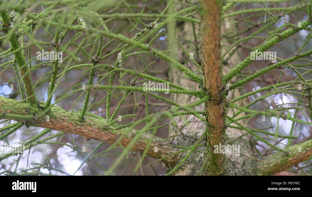 All interno dell albero Foto Stock