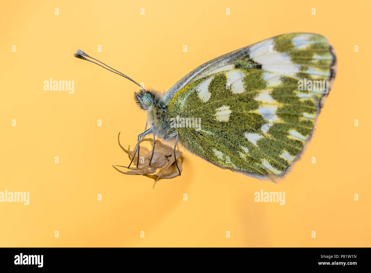 Bagno a farfalla bianco (Pontia daplidice) in appoggio sulla pianta come in bilico a metà in aria illuminato con sfondo arancione Foto Stock