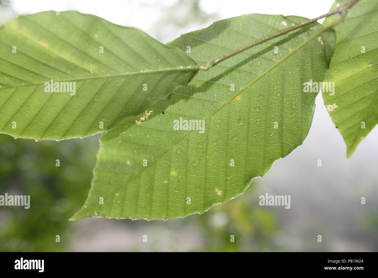 Chiudere le foglie nella foresta Foto Stock