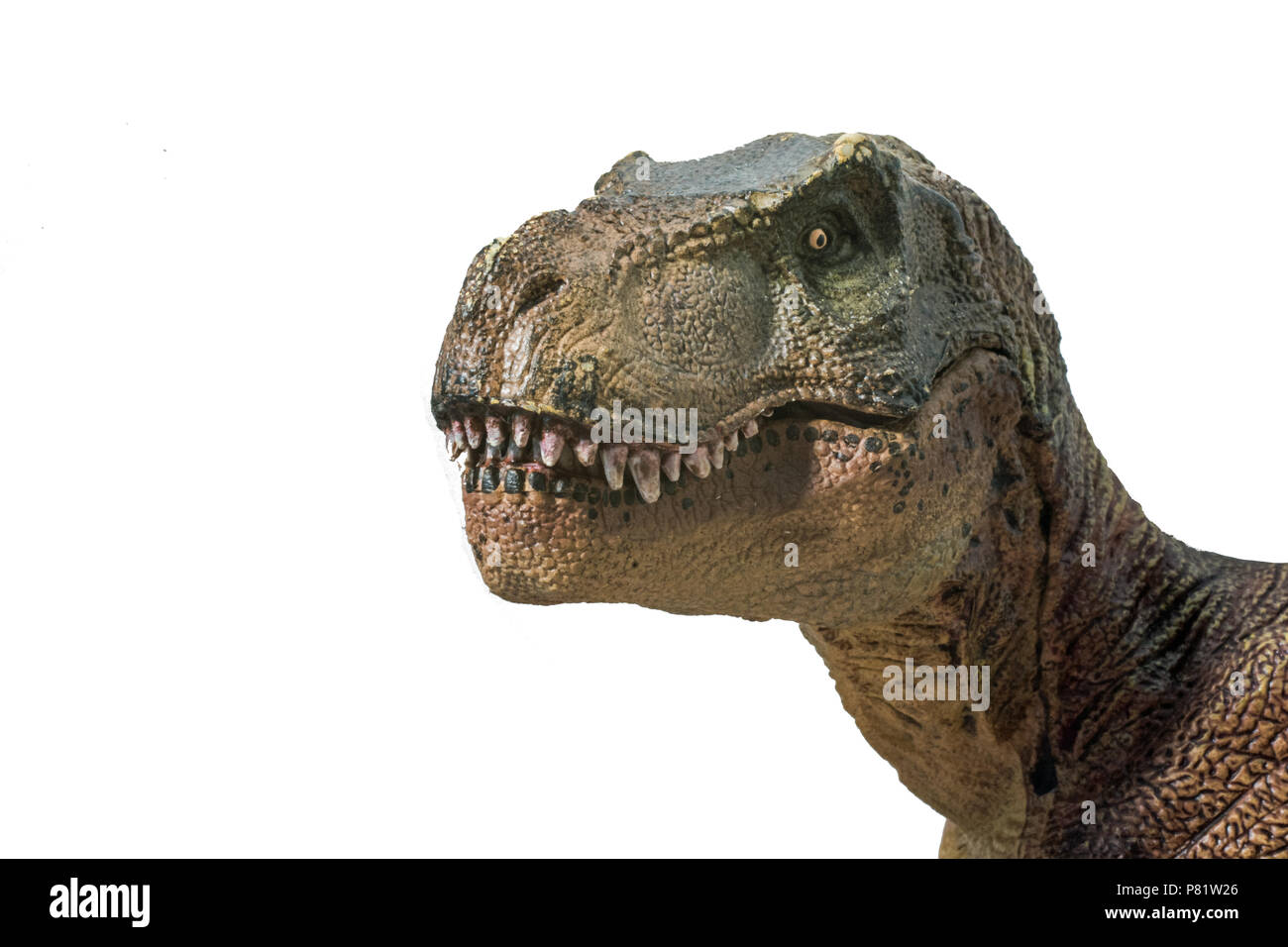 Tyrannosaurus rex su sfondo bianco Foto Stock