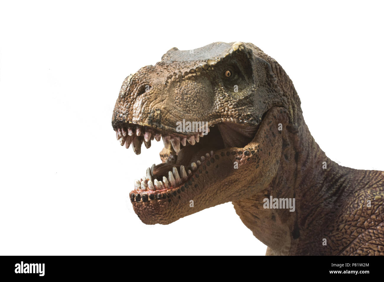 Tyrannosaurus rex su sfondo bianco Foto Stock