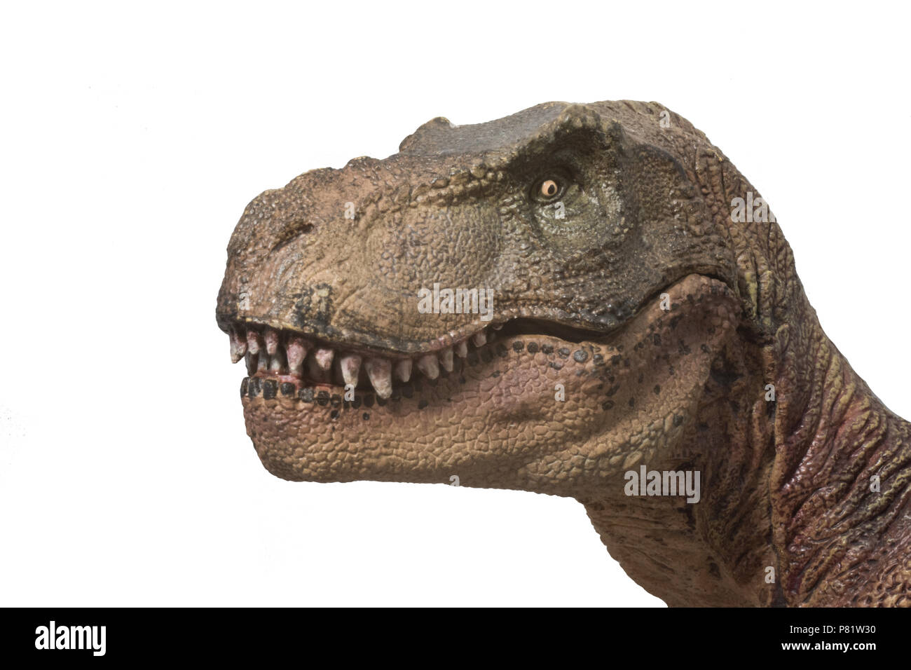 Tyrannosaurus rex su sfondo bianco Foto Stock