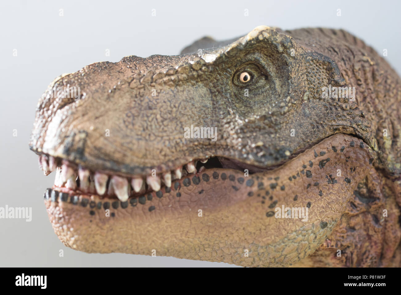 Tyrannosaurus rex su sfondo bianco Foto Stock