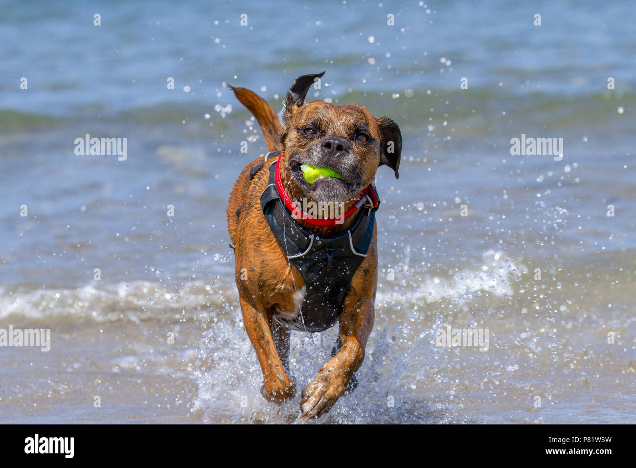 Happy dog riproduzione di fetch su un SEASIDE SANDY BEACH, Pembrokeshire, Regno Unito Foto Stock