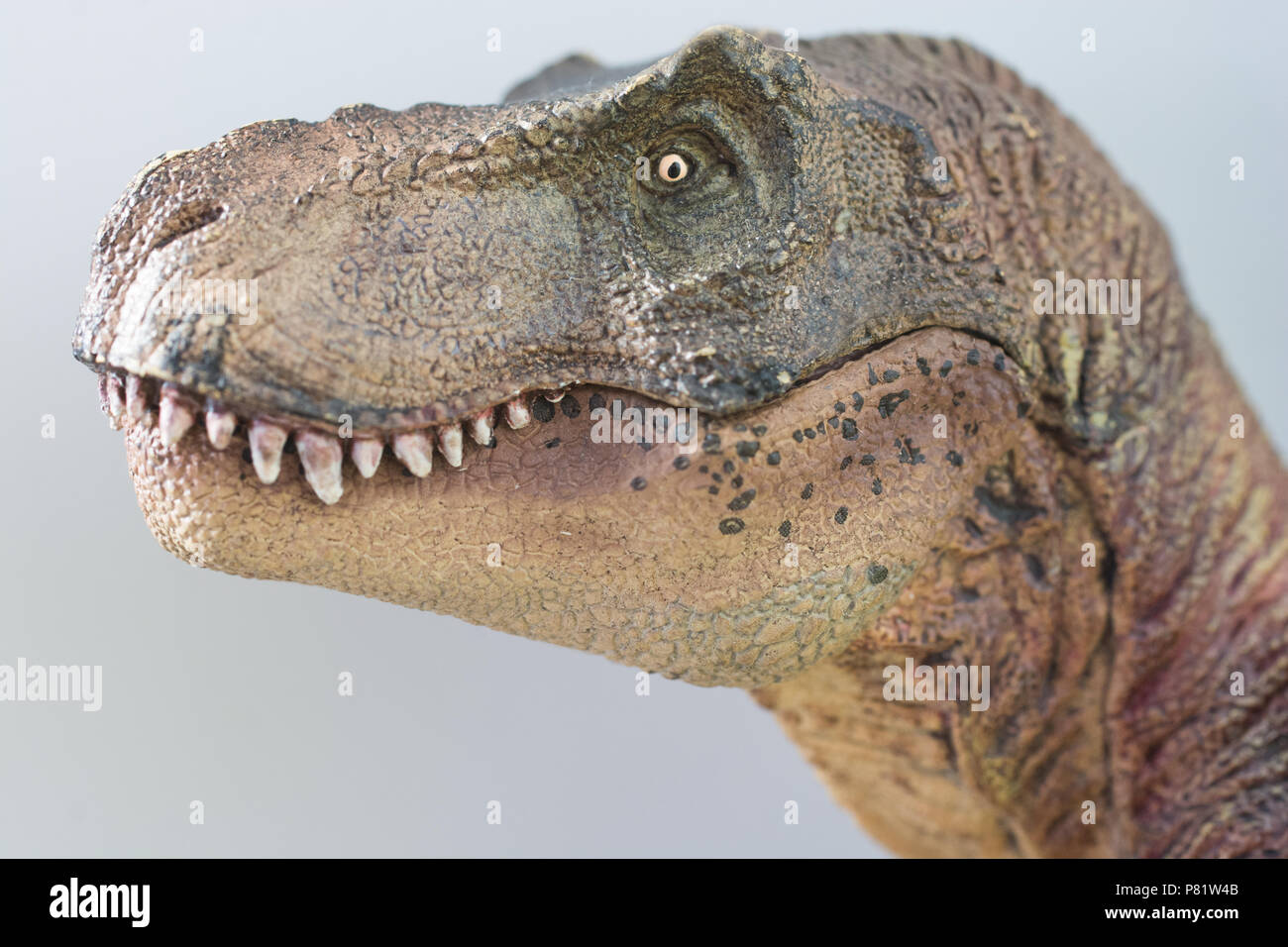 Tyrannosaurus rex su sfondo bianco Foto Stock