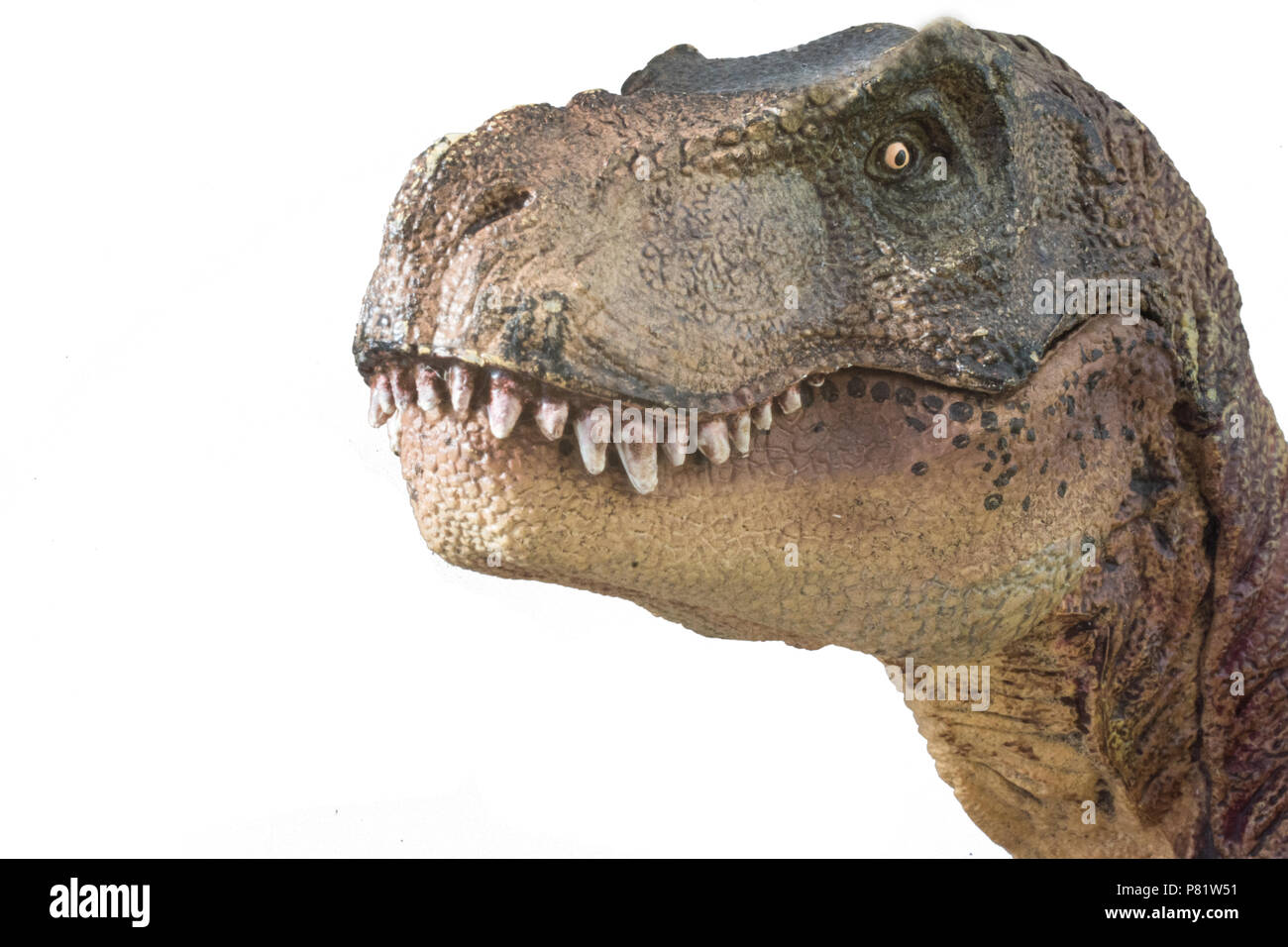 Tyrannosaurus rex su sfondo bianco Foto Stock