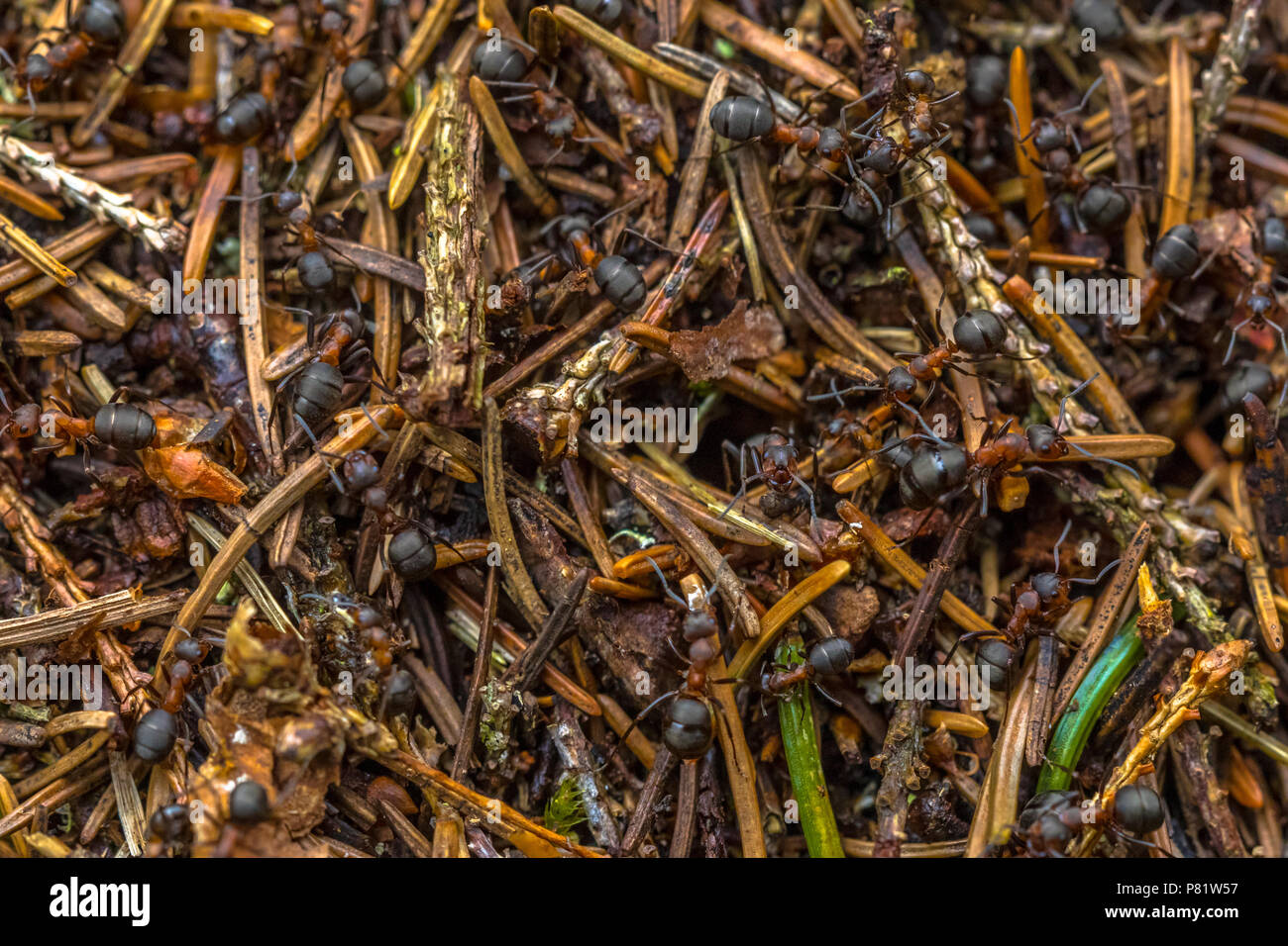 Formica formiche lavorando insieme in collina di Colonia Foto Stock