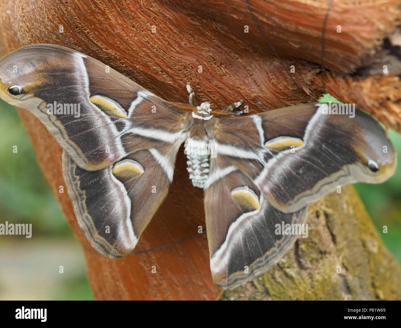 Tenerife, Isole Canarie - Icod de los Vinos. Butterfly Farm. Seta indiana moth. Foto Stock