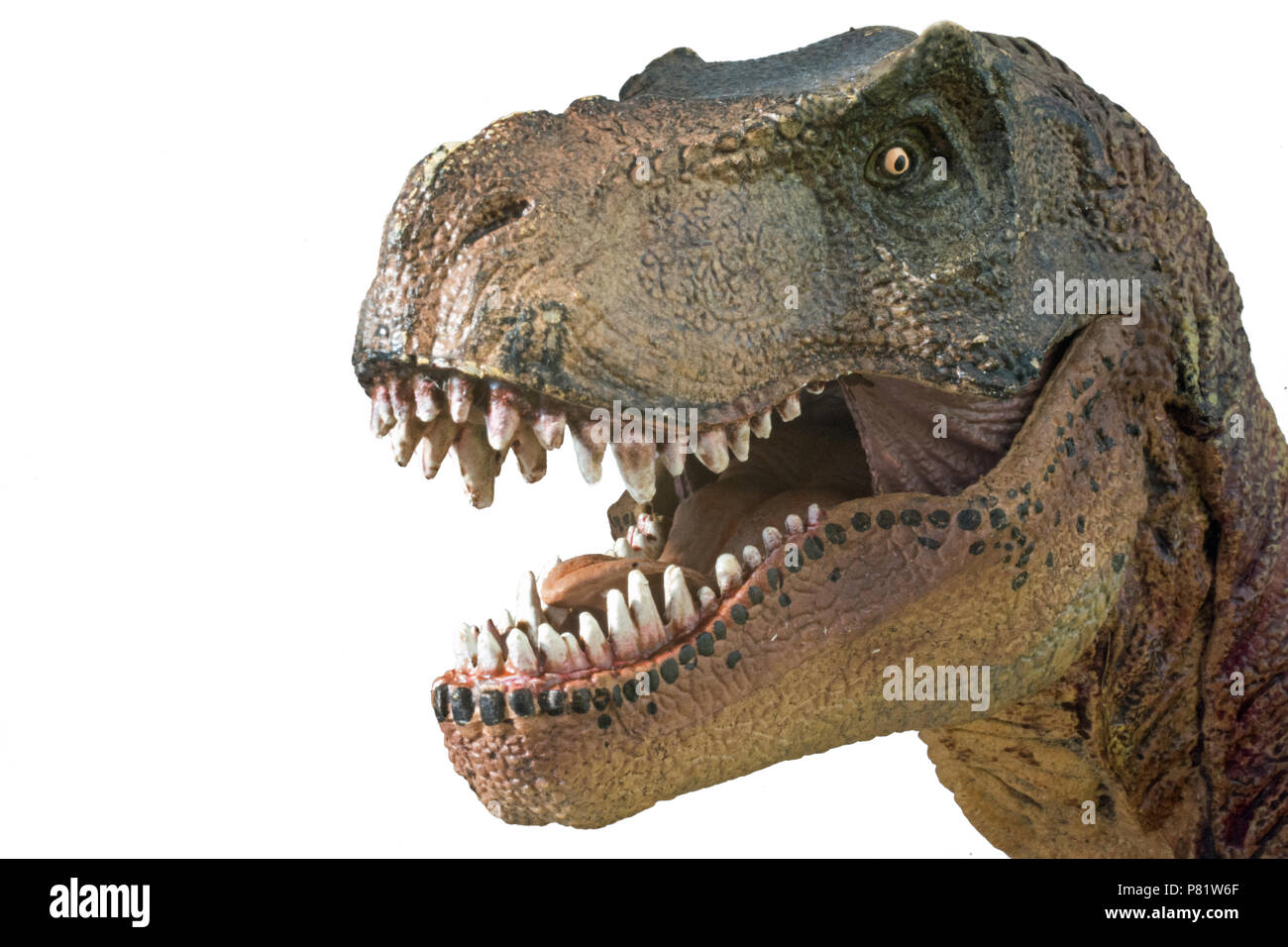 Tyrannosaurus rex su sfondo bianco Foto Stock