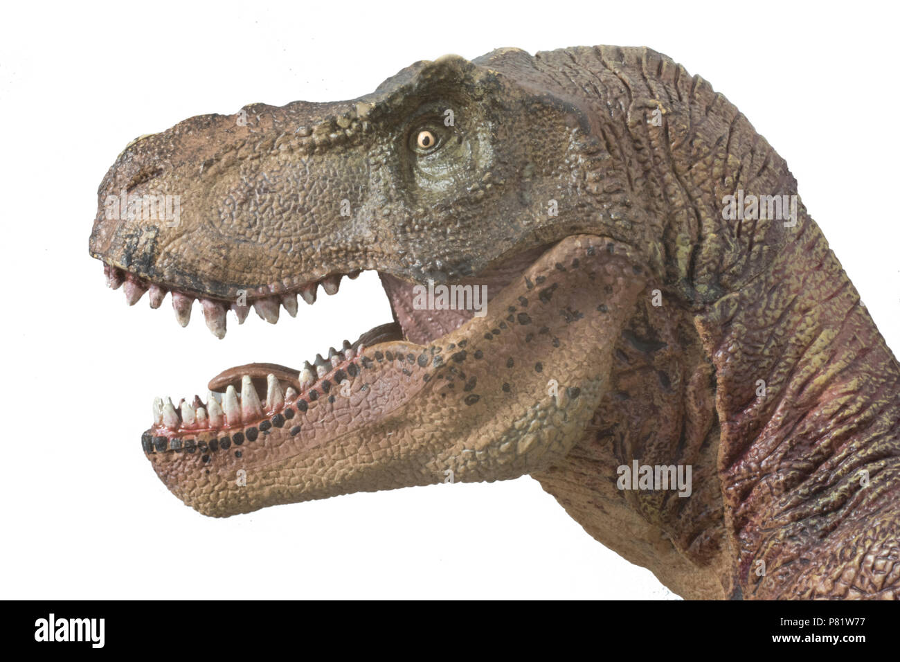 Tyrannosaurus rex su sfondo bianco Foto Stock