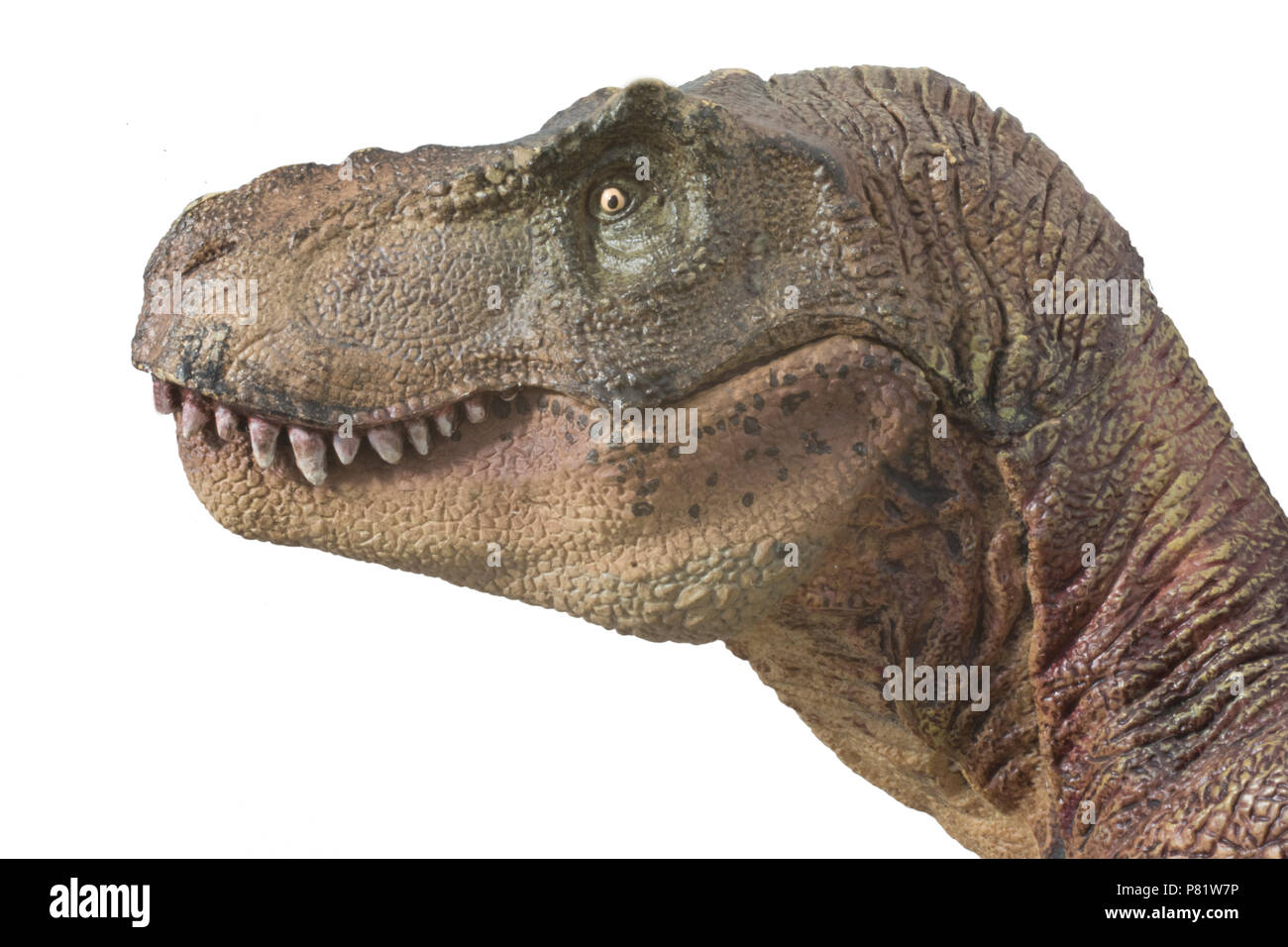 Tyrannosaurus rex su sfondo bianco Foto Stock