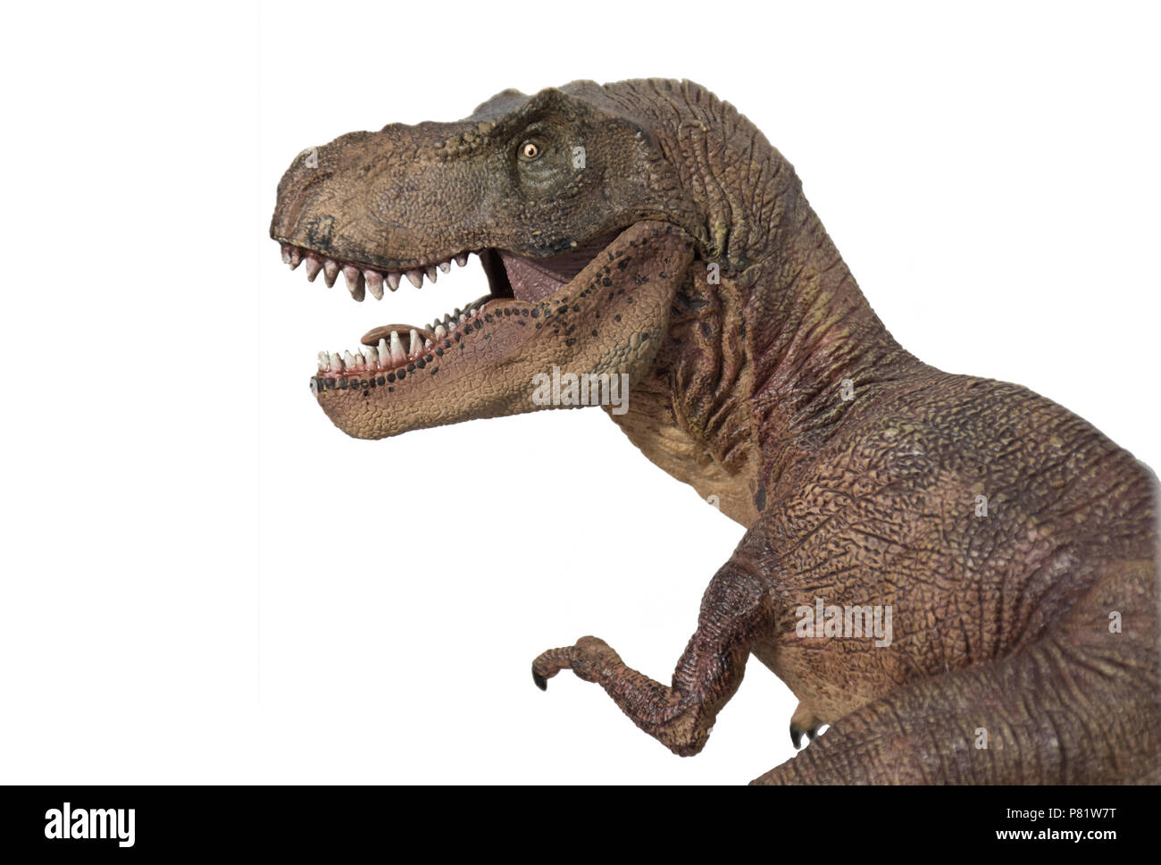 Tyrannosaurus rex su sfondo bianco Foto Stock