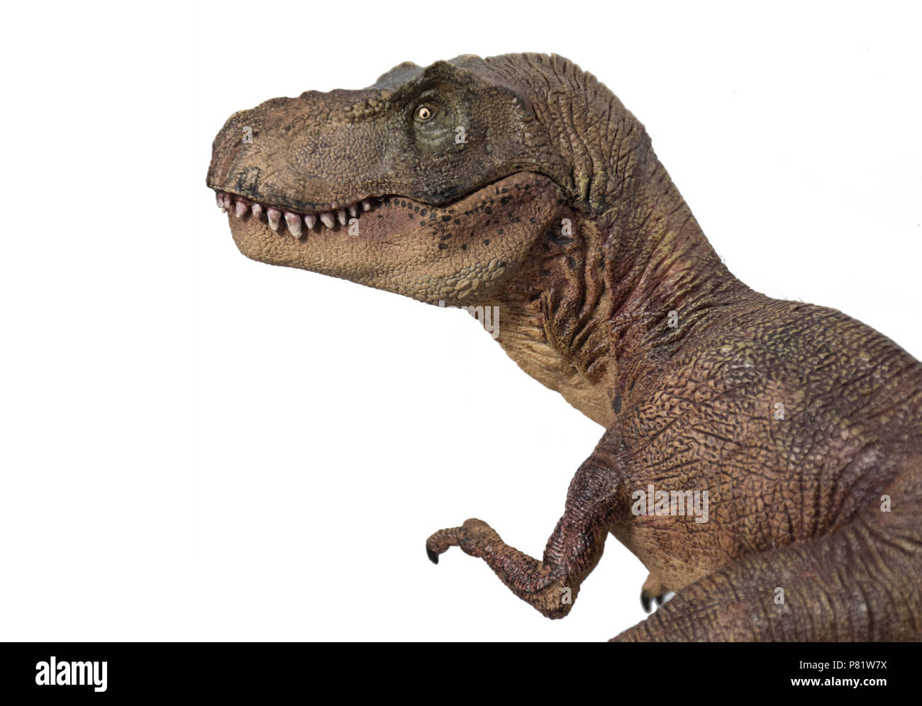 Tyrannosaurus rex su sfondo bianco Foto Stock