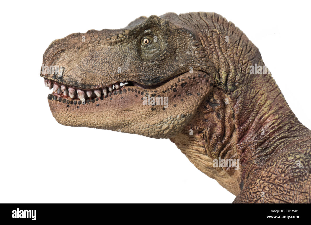 Tyrannosaurus rex su sfondo bianco Foto Stock