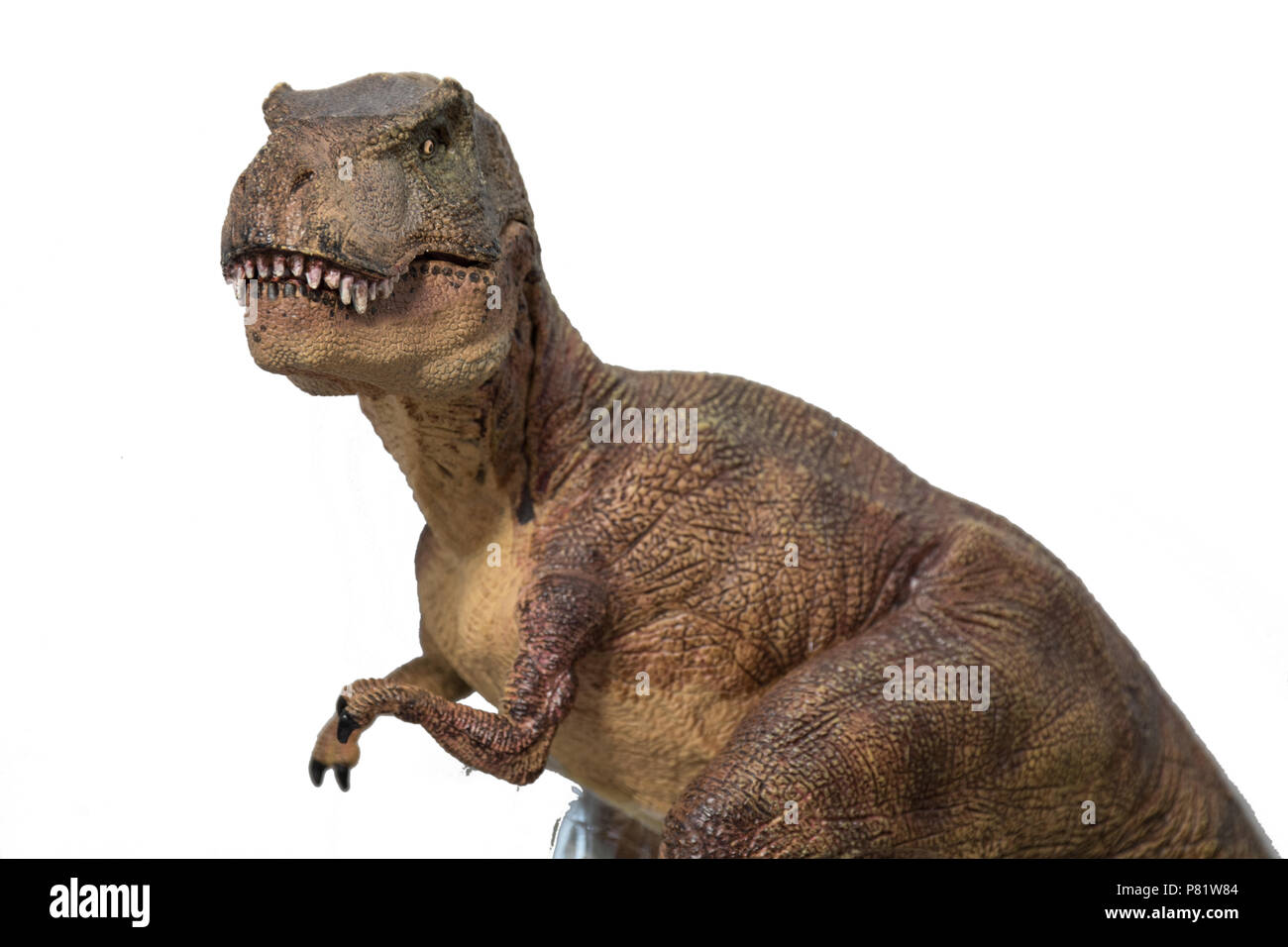 Tyrannosaurus rex su sfondo bianco Foto Stock