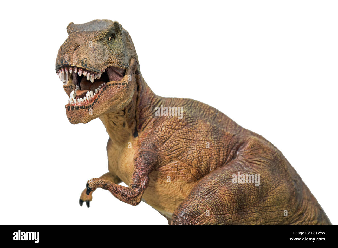 Tyrannosaurus rex su sfondo bianco Foto Stock