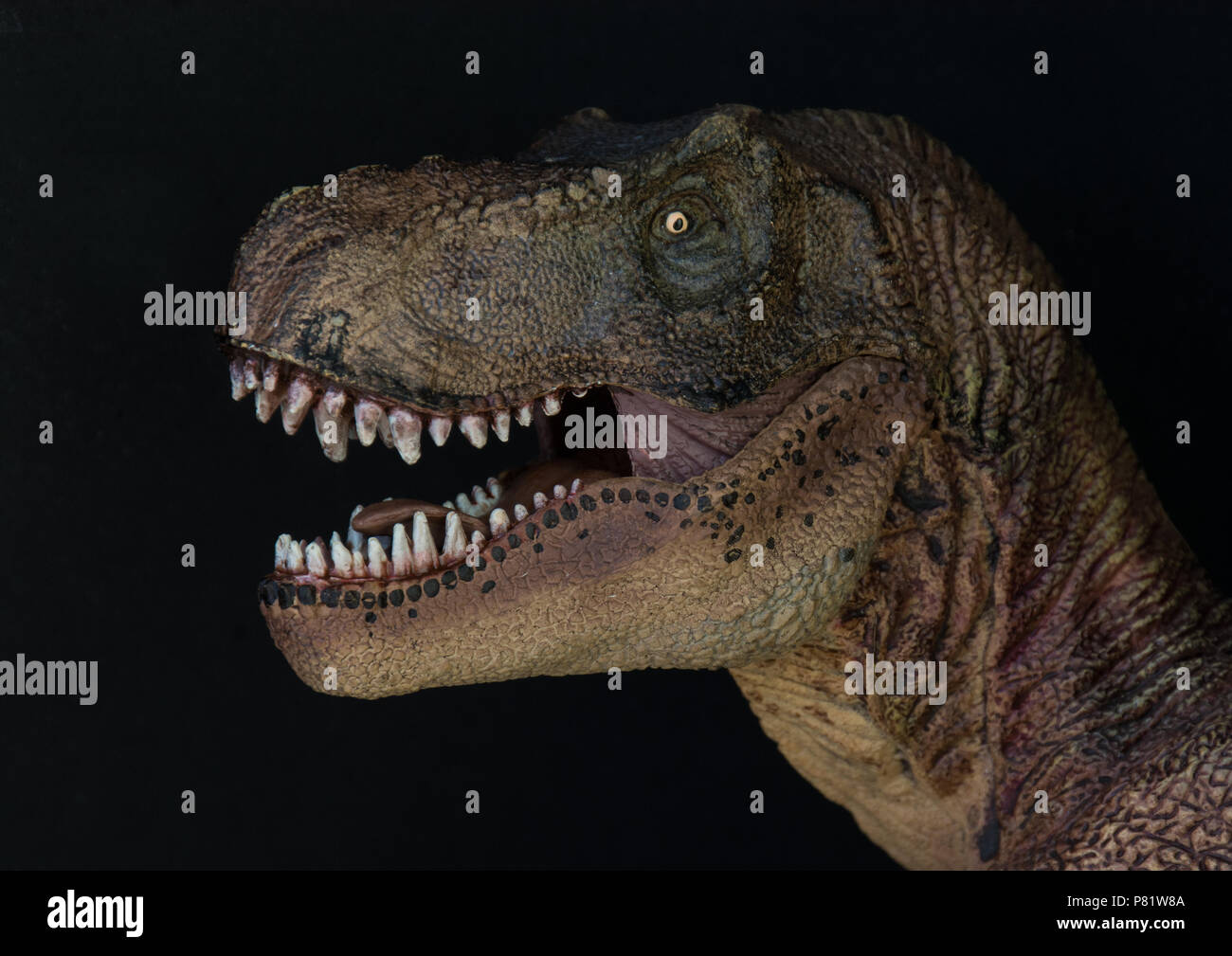 Tyrannosaurus rex su sfondo nero Foto Stock