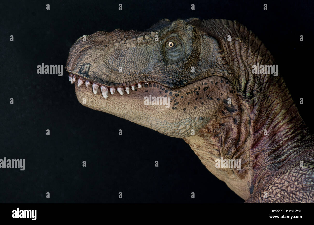 Tyrannosaurus rex su sfondo nero Foto Stock