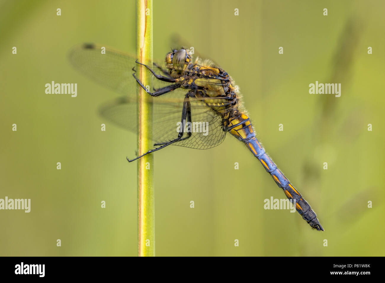 Nero-tailed skimmer (Orthetrum cancellatum) questo dragonfly avviene in Europa e in Asia. Giovane maschio con il distintivo di coda blu Foto Stock