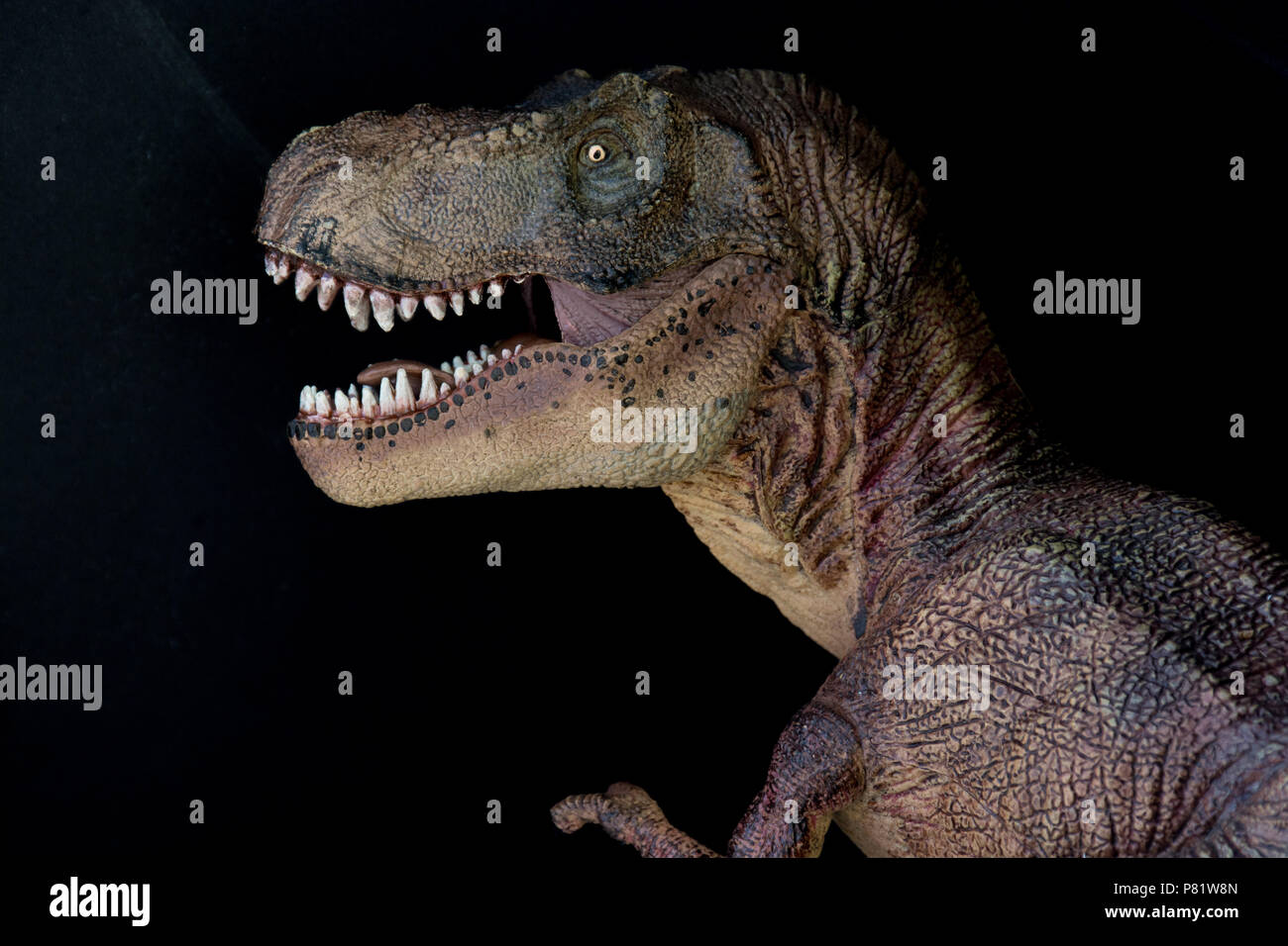 Tyrannosaurus rex su sfondo nero Foto Stock