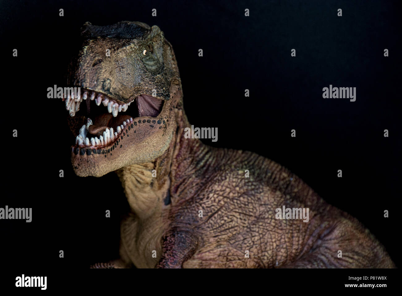 Tyrannosaurus rex su sfondo nero Foto Stock