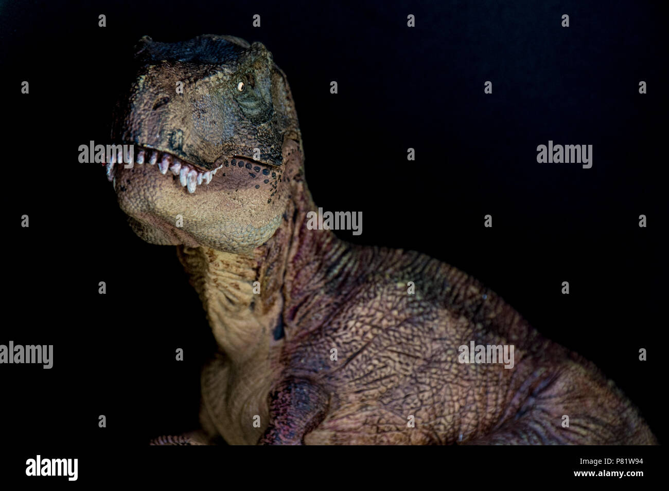 Tyrannosaurus rex su sfondo nero Foto Stock