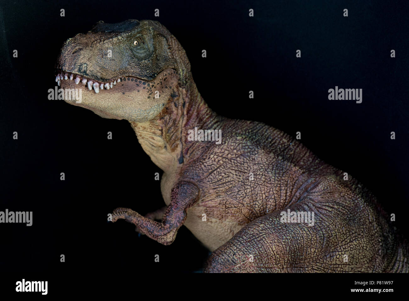 Tyrannosaurus rex su sfondo nero Foto Stock