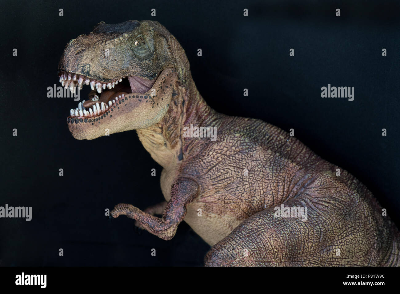 Tyrannosaurus rex su sfondo nero Foto Stock