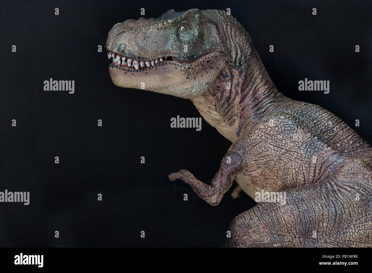 Tyrannosaurus rex su sfondo nero Foto Stock