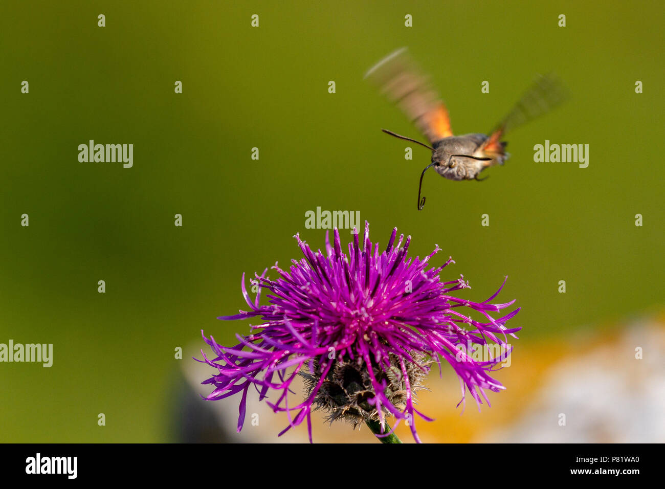 Hummingbird hawk moth tenendo il nettare in volo da fiori, Pembrokshire, REGNO UNITO Foto Stock