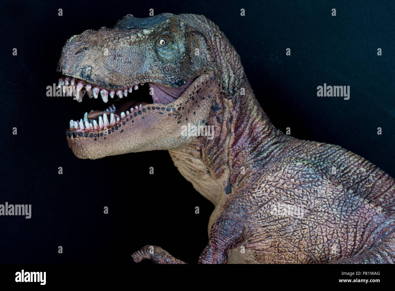 Tyrannosaurus rex su sfondo nero Foto Stock