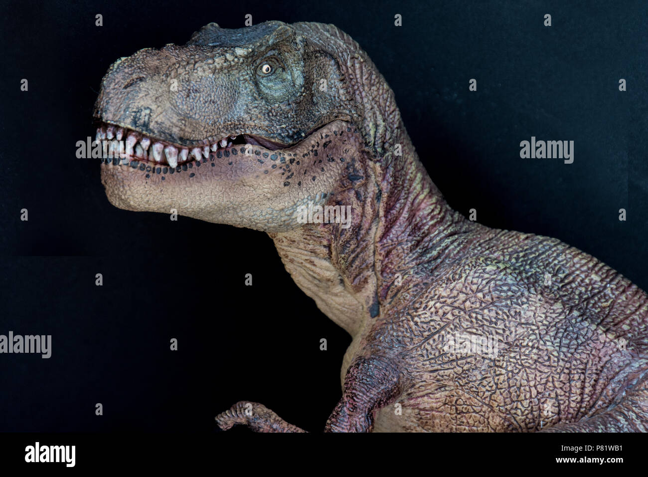 Tyrannosaurus rex su sfondo nero Foto Stock