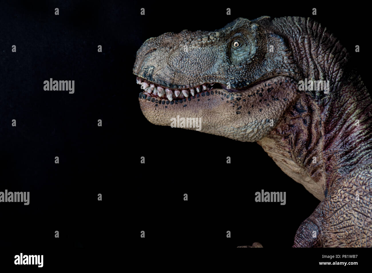 Tyrannosaurus rex su sfondo nero Foto Stock