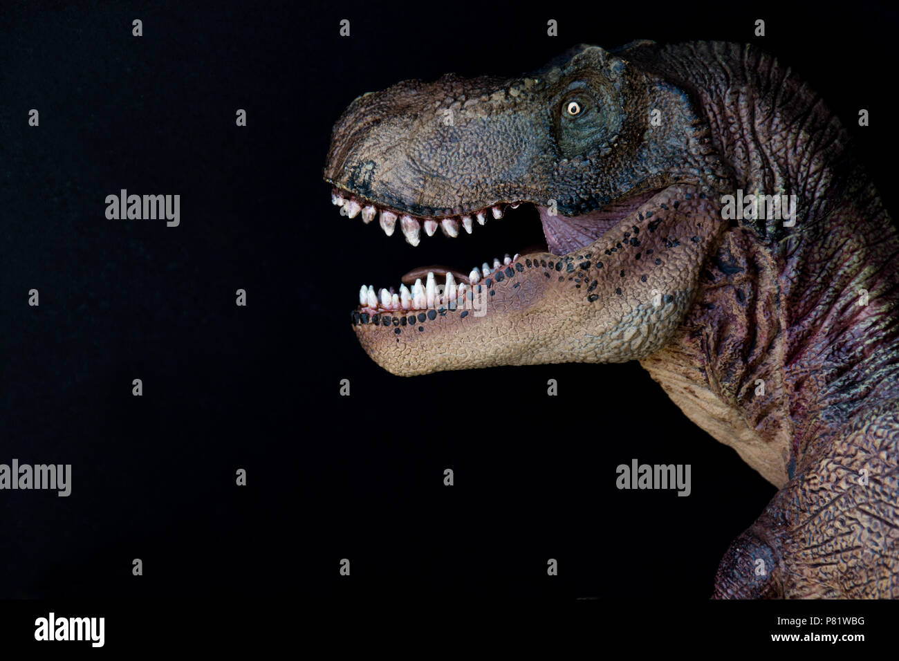 Tyrannosaurus rex su sfondo nero Foto Stock