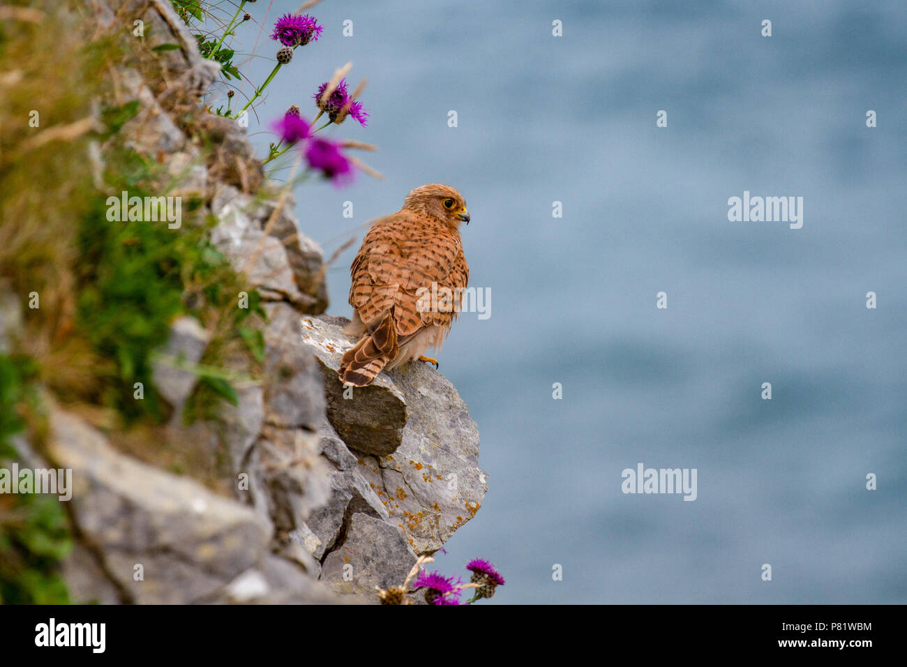 Eurasian Gheppio (Falco tinnunculus) Il Pembrokeshire Cliff, Wales, Regno Unito Foto Stock