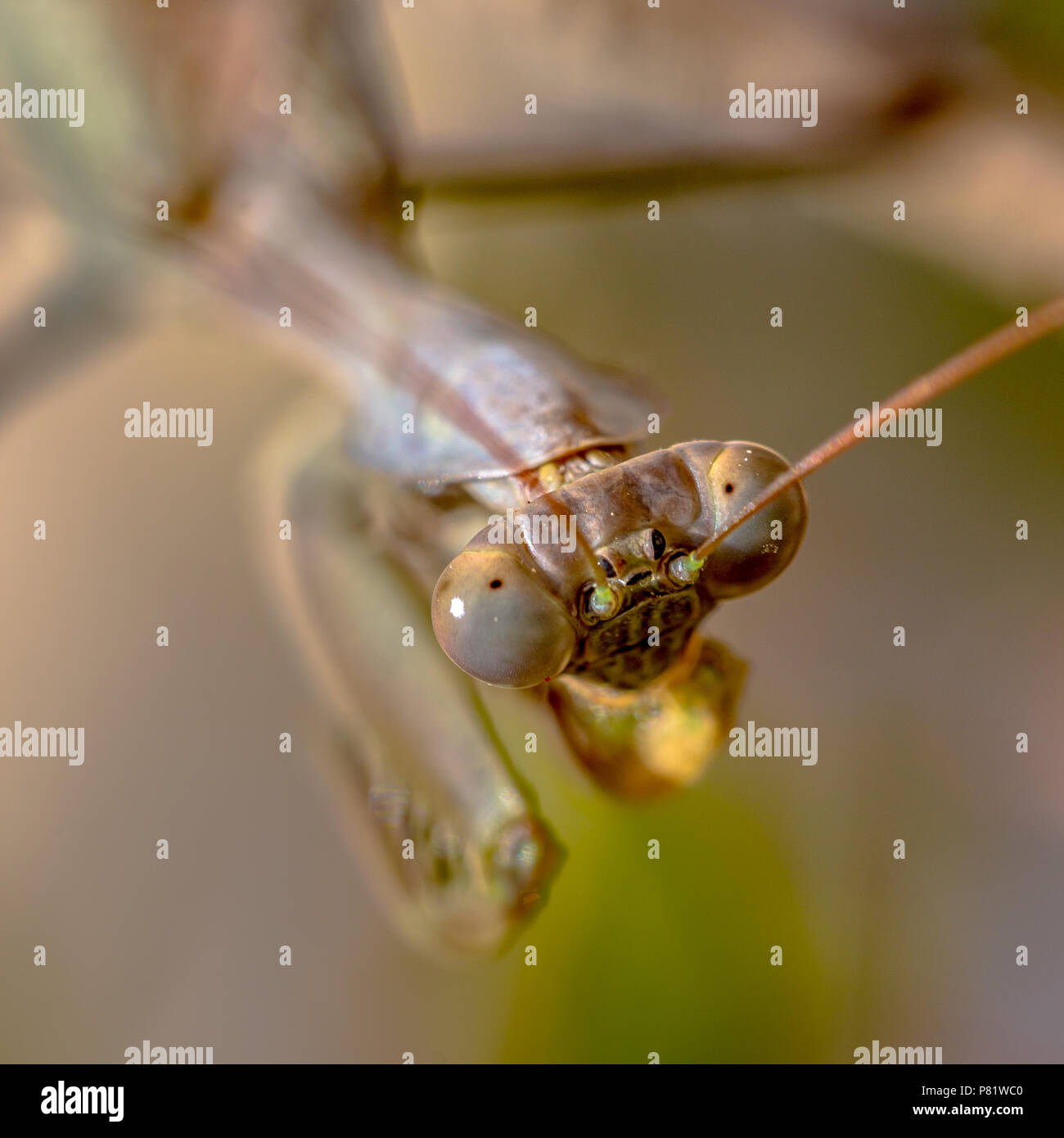 Al di sopra di Headshot dell Unione mantide religiosa (mantide religiosa) è uno dei più conosciuti e diffusi specie dell'ordine Mantodea, il Mantises. Foto Stock