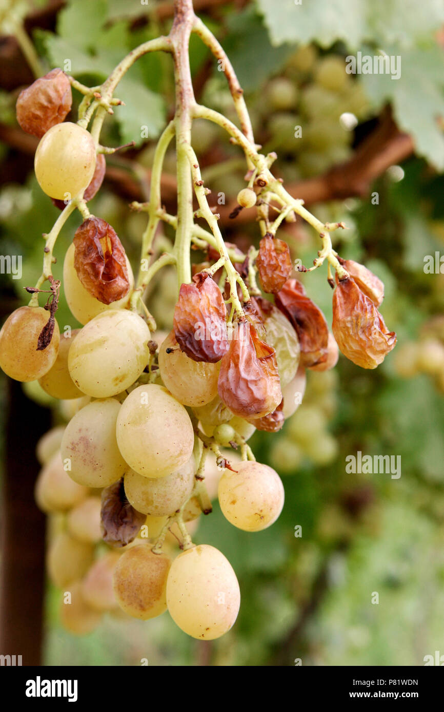 Mazzetto di Waltham uva sulla vite che mostrano danni di uccelli. Foto Stock