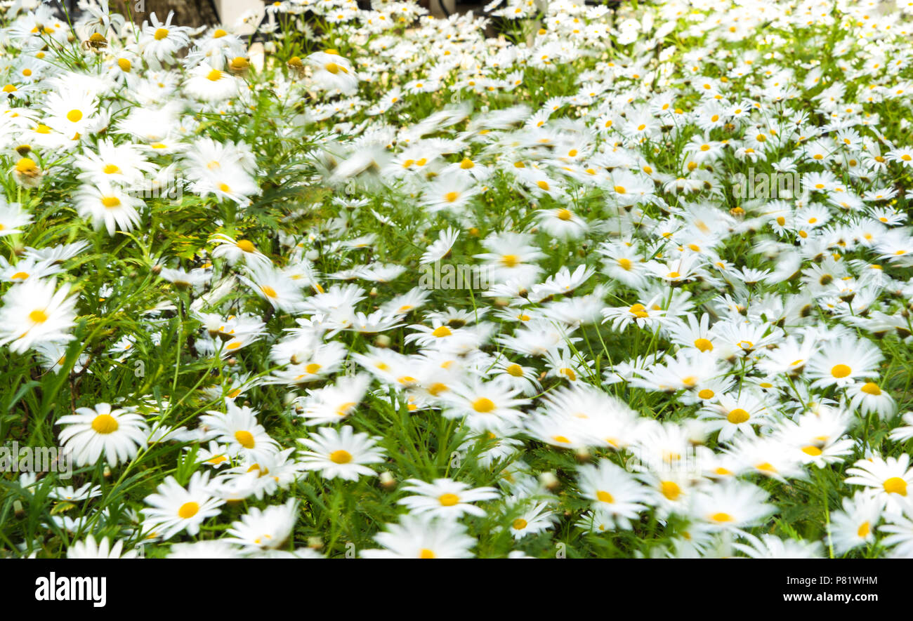 Lisbona, Portogallo, marguerites nel vento Foto Stock