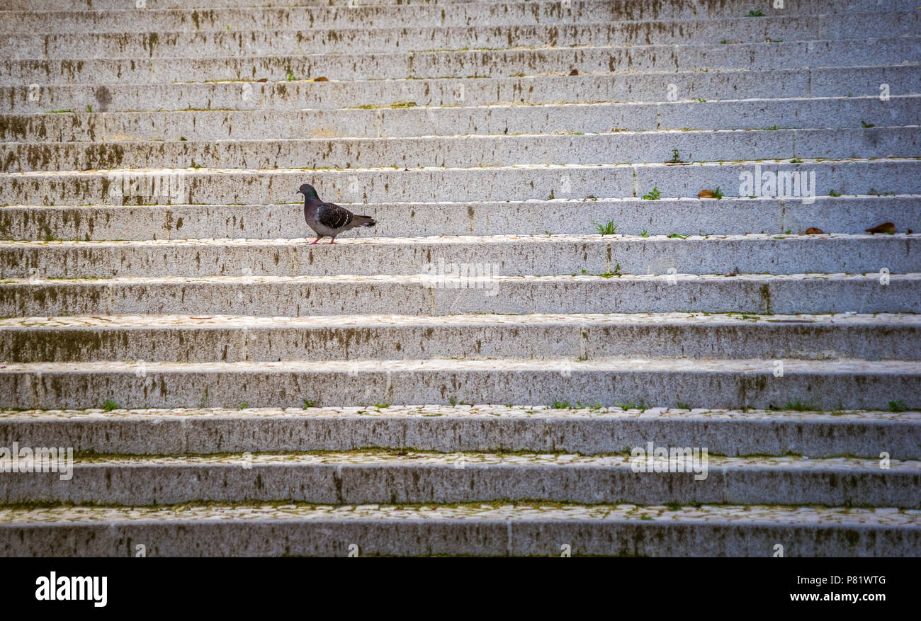 Lisbona, Portogallo, piccione su scale Foto Stock