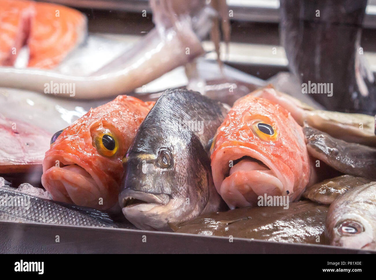 Teste di pesce rosso e catture fresche sul ghiaccio a una bancarella del mercato del pesce portoghese, esposizione di frutti di mare Foto Stock
