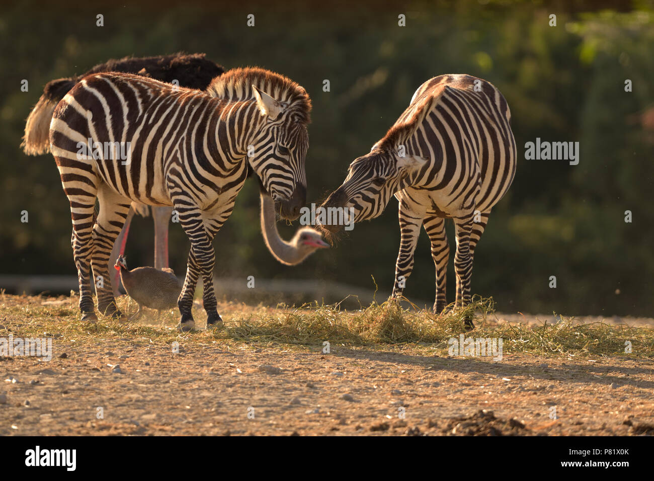 Funny foto di due zebre e uno struzzo Foto Stock
