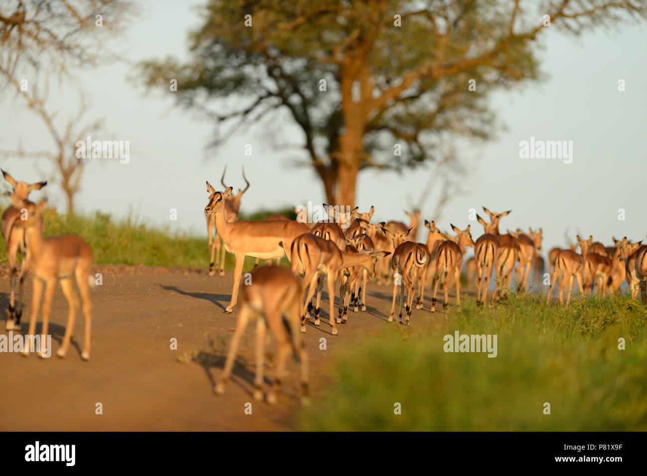 Impala allevamento nel Parco di Kruger Foto Stock