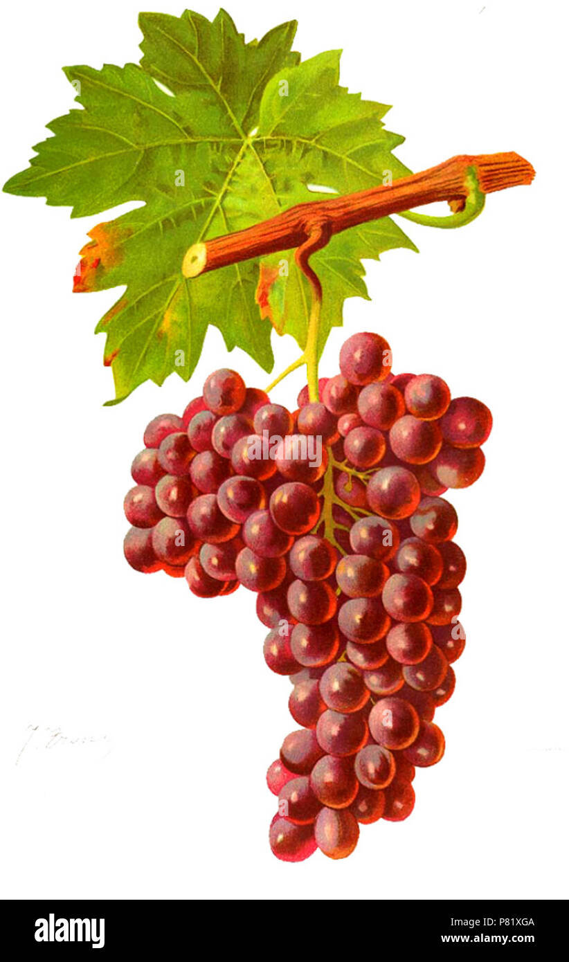 Français : Grappe de Grec rouge par Viala et Vermorel . 18 ottobre 2011 175 Grec rouge Foto Stock