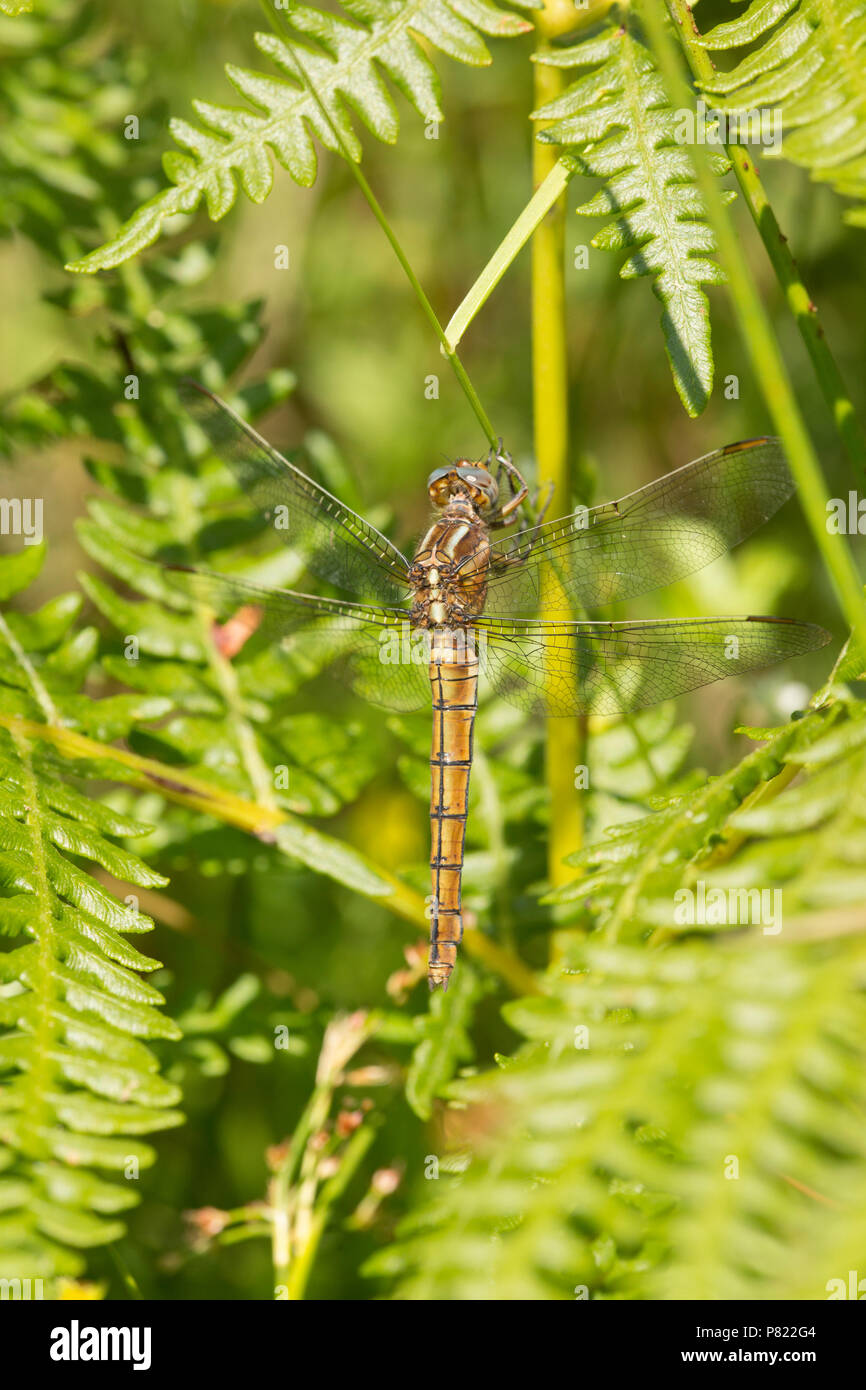 Una femmina keeled skimmer dragonfly, Othetrum coerulescens, appoggiato da un pool di solitario in un flusso che era altrimenti essiccati fino nella nuova foresta durante Foto Stock