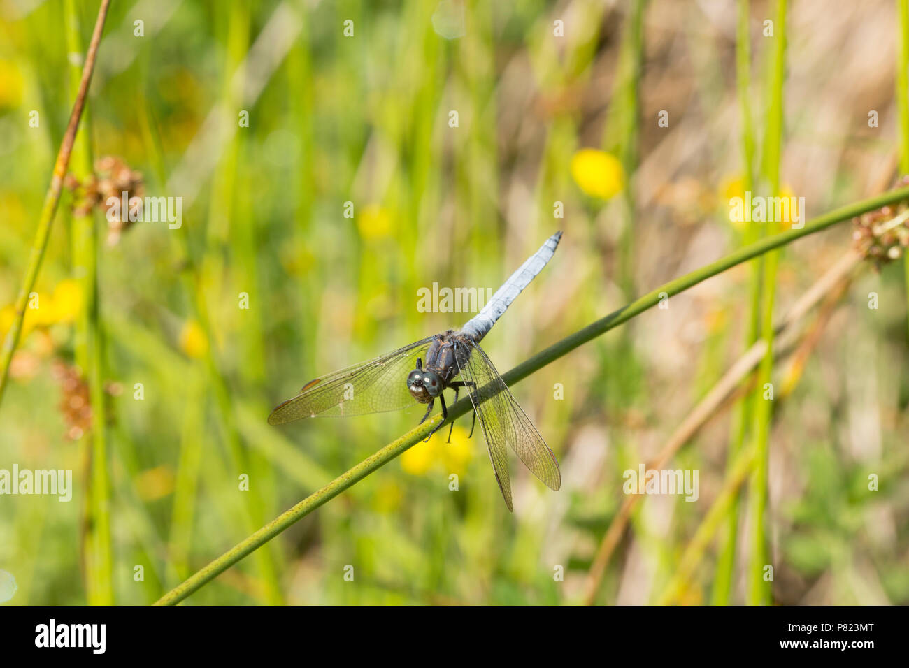 Un maschio keeled skimmer dragonfly, Othetrum coerulescens, appoggiato da un flusso nella nuova foresta durante la canicola del Regno Unito del 2018. Il keeled favou skimmer Foto Stock