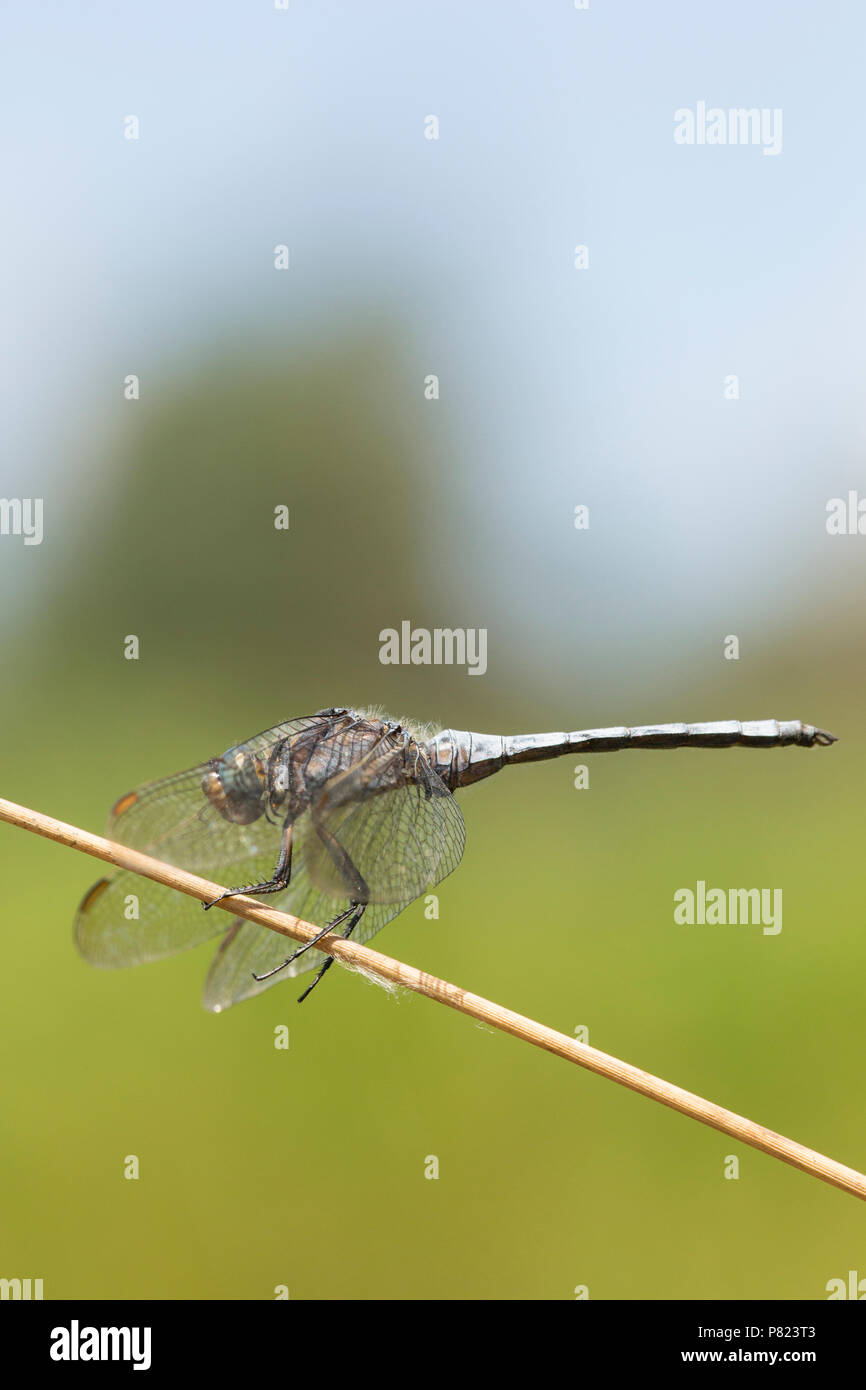 Un maschio keeled skimmer dragonfly, Othetrum coerulescens, trovata appoggiata da solitario piscina stagnante in un flusso che era altrimenti essiccati fino al nuovo per Foto Stock