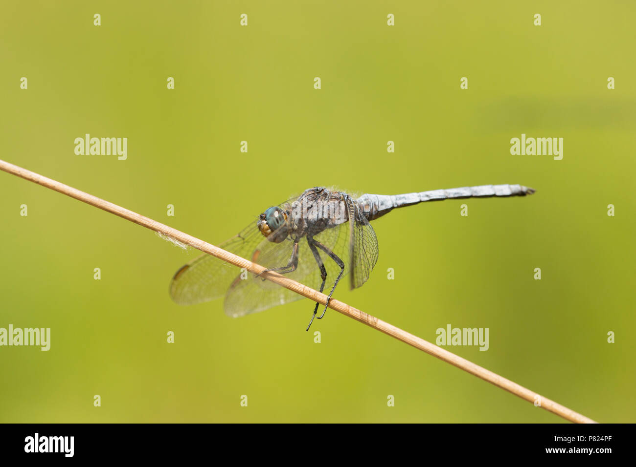 Un maschio keeled skimmer dragonfly, Othetrum coerulescens, trovata appoggiata da solitario piscina stagnante in un flusso che era altrimenti essiccati fino al nuovo per Foto Stock