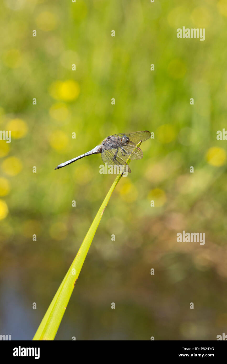 Un maschio keeled skimmer dragonfly, Othetrum coerulescens, appoggiato da un flusso nella nuova foresta durante la canicola del Regno Unito del 2018. Il keeled favou skimmer Foto Stock