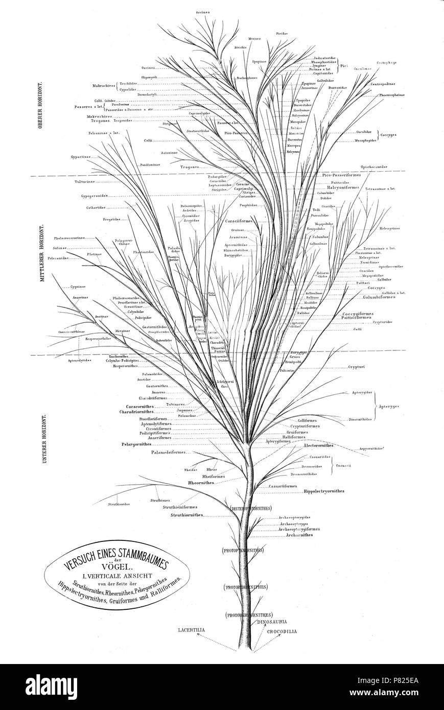 Albero filogenetico di uccelli sulla base di anatomia e morfologia da Max Fürbringer (1888) . 1888 165 Fuerbringer 1888 tree vista laterale 1 Foto Stock